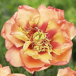 Plante- Bujor itoh Orange Victory