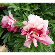 Plante Bujor itoh Pastel Splendor  