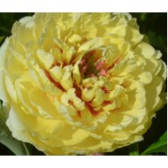 Plante Bujor itoh Sonoma Ye Do