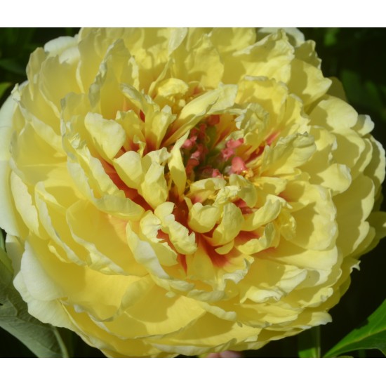 Plante Bujor itoh Sonoma Ye Do