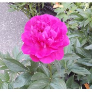 Plante Bujor hybrid Kansas  Plante Bujor hybrid Kansas