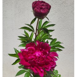 Plante- Bujor hybrid Karl Rosenfield 