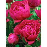 Plante Bujor hybrid Karl Rosenfield 