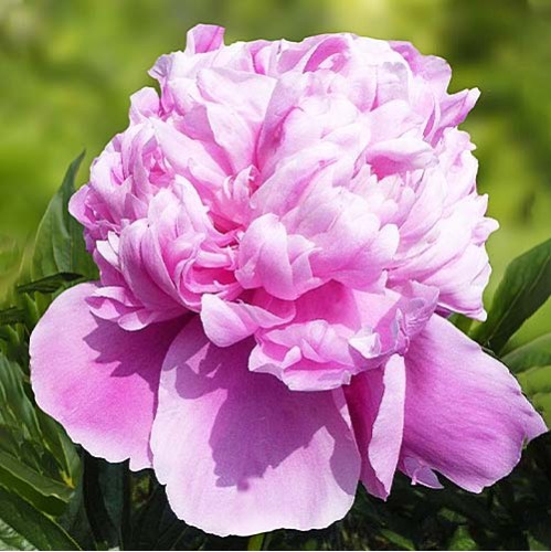 Plante Bujor hybrid Lady Anna