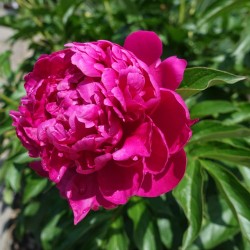 Plante Bujor hybrid London