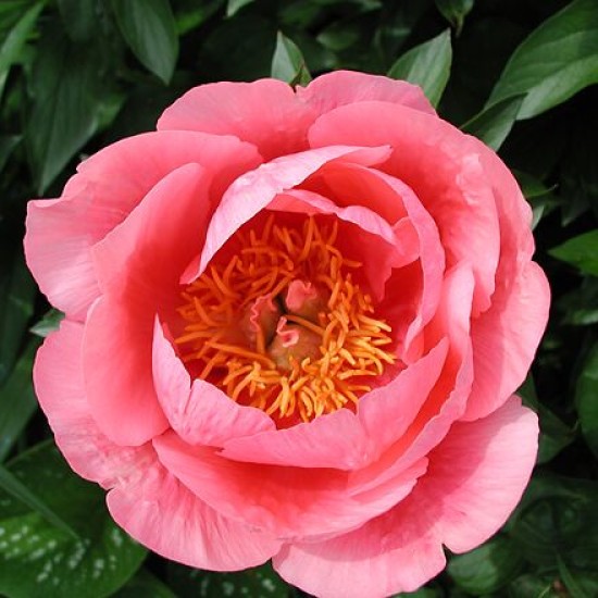Plante Bujor hybrid Lovely Rose Plante Bujor hybrid Lovely Rose