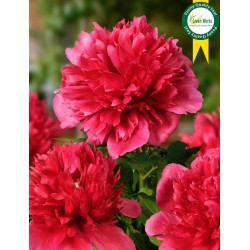 Plante Bujor hybrid Many Happy Returns     -RADACINA NUDA