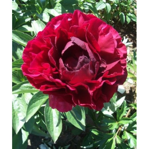 Plante Bujor hybrid Ole Faithful