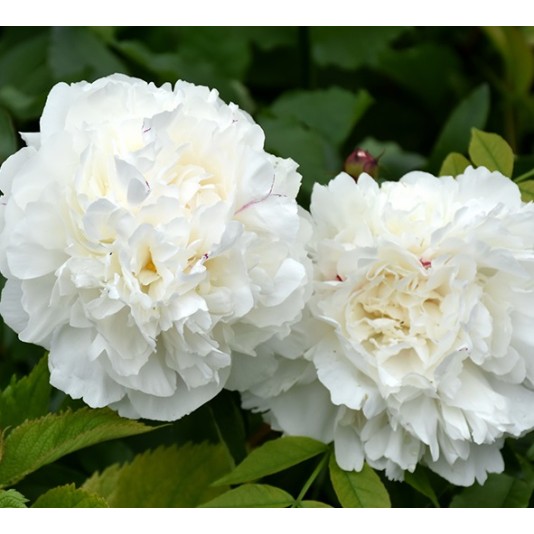 Plante Bujor hybrid Ducesse de Nemours