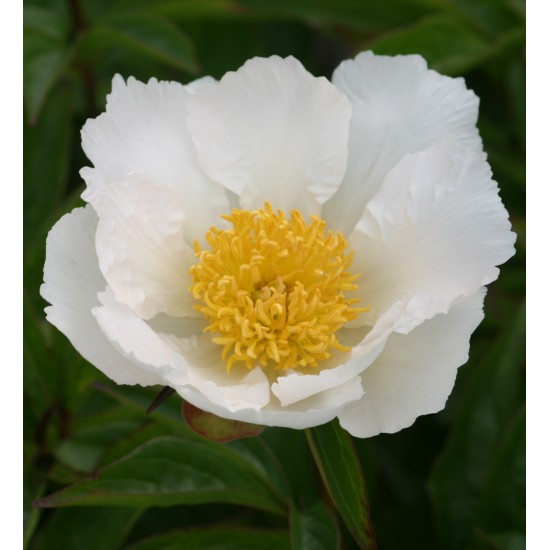 Plante Bujor hybrid Krinkled White Plante Bujor hybrid Krinkled White