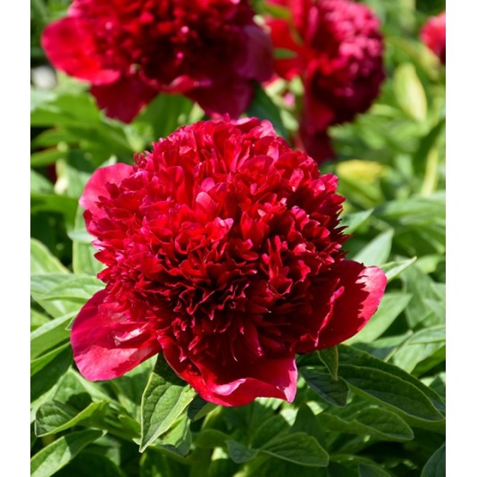 Plante Bujor hybrid Red Charm