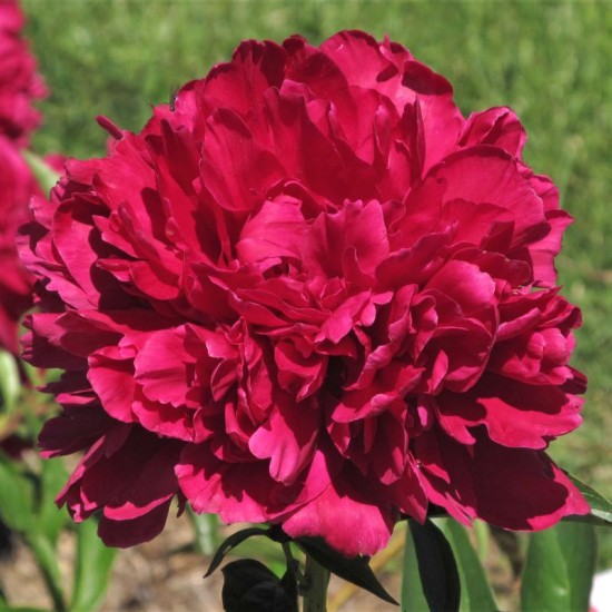 Plante Bujor hybrid Paul M. Wild Plante Bujor hybrid Paul M. Wild