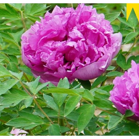 Plante Bujor arbustiv (Tree peony) Flare Abracadabra Plante Bujor arbustiv (Tree peony) Flare Abracadabra