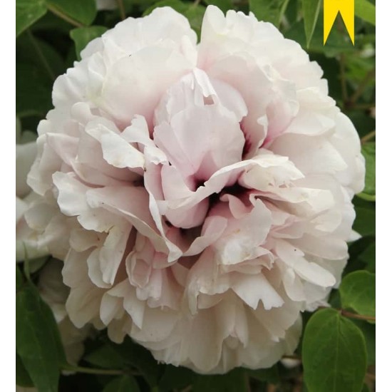 Plante Bujor arbustiv (Tree peony) Flare Baby Girl Plante Bujor arbustiv (Tree peony) Flare Baby Girl