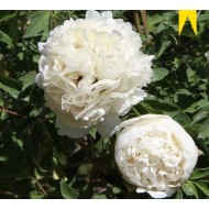 Plante Bujor arbustiv (Tree peony) Flare Carte Blanche