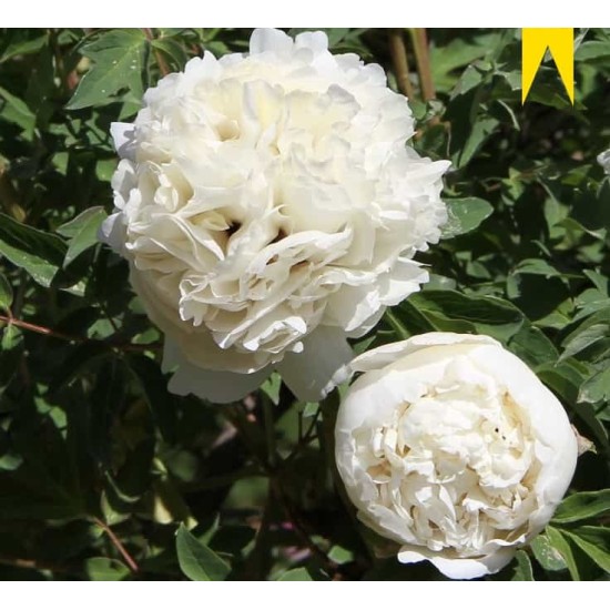 Plante Bujor arbustiv (Tree peony) Flare Carte Blanche Plante Bujor arbustiv (Tree peony) Flare Carte Blanche