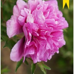 Plante Bujor arbustiv (Tree peony) Flare Dream Plante Bujor arbustiv (Tree peony) Flare Dream