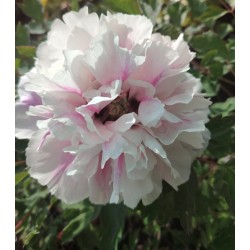 Plante- Bujor arbustiv (Tree peony) Flare Fiesta