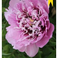 Plante Bujor arbustiv (Tree peony) Flare Mysterious