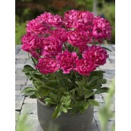 Plante Bujor hybrid London