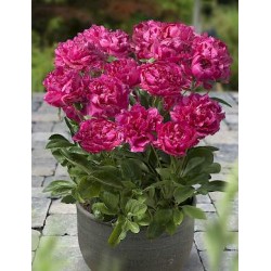 Plante Bujor pitic London  