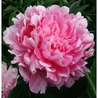 Plante Bujor hybrid Pink Parfait