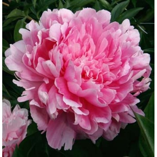 Plante- Bujor hybrid Pink Parfait