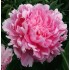 Plante Bujor hybrid Pink Parfait