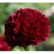 Plante Bujor hybrid Red Grace