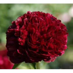 Plante Bujor hybrid Red Grace