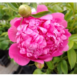 Plante- Bujor hybrid Red Sarah Bernhardt