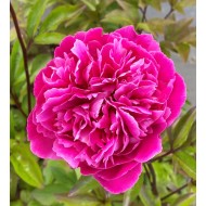 Plante Bujor hybrid Red Sarah Bernhardt-