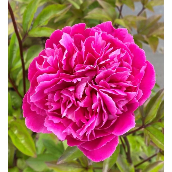 Plante Bujor hybrid Red Sarah Bernhardt-