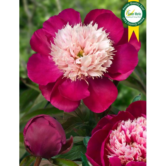 Plante Bujor hybrid White Cap   -RADACINA NUDA