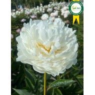 Plante Bujor hybrid White Ivory