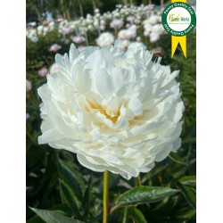 Plante Bujor hybrid White Ivory   -RADACINA NUDA