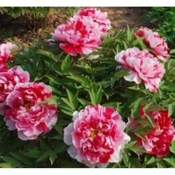 Plante Bujor arbustiv (Tree peony) Camouflage