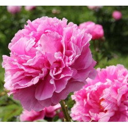 Plante Bujor hybrid Dr. Alexander Fleming     -RADACINA NUDA