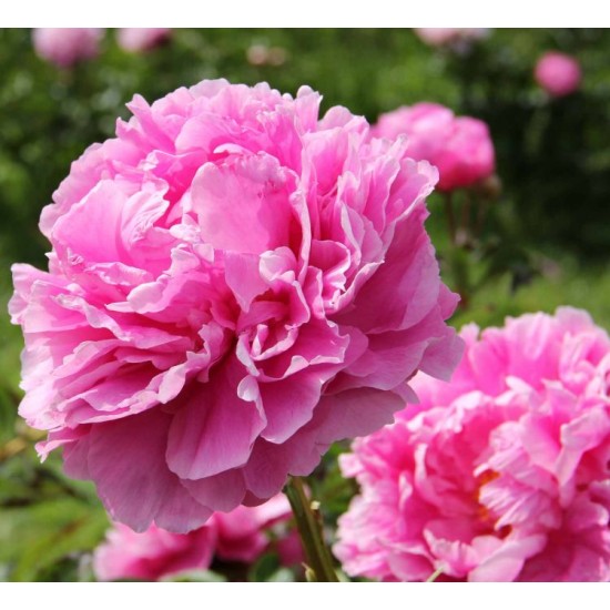 Plante Bujor hybrid Dr. Alexander Fleming     -RADACINA NUDA