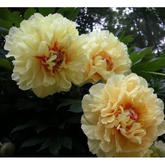 Plante Bujor itoh Garden Treasure Plante Bujor itoh Garden Treasure