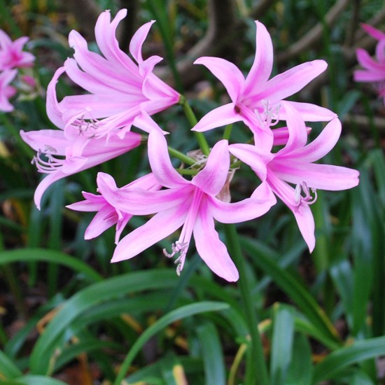 Bulbi Amarine belladiva Anastasia - planta la ghiveci