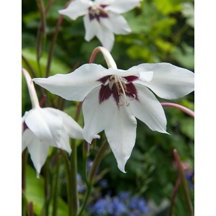 Bulbi Gladiolus-Acidanthera-callianthus Murielae -pachet 50 bucati