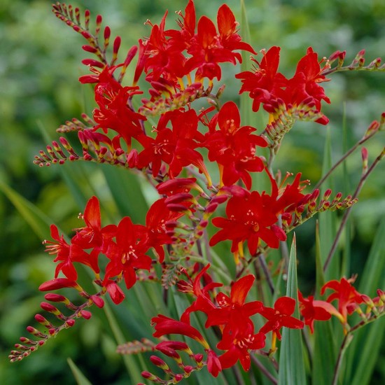 Bulbi Crocosmia Lucifer -pachet 5 bucati
