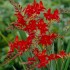 Bulbi Crocosmia Lucifer -pachet 5 bucati