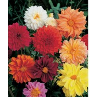 Bulbi Dalia pitica (Dahlia)- Pachet 4 bucati