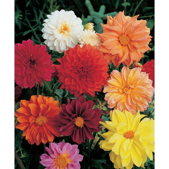 Bulbi Dalia pitica (Dahlia)- Pachet 4 bucati