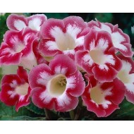 Bulbi Gloxinia hybrida Blanche de Meru