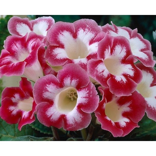 Bulbi Gloxinia hybrida Blanche de Meru