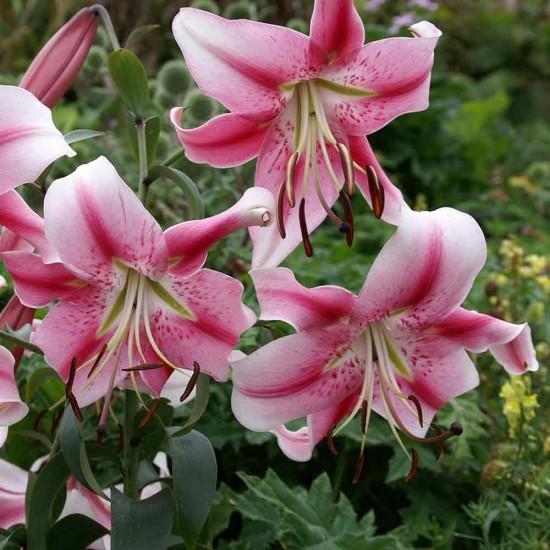 Bulbi Crini inalti -Lilium Anastasia