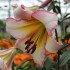 Bulbi Crini inalti -Lilium Beijing Moon